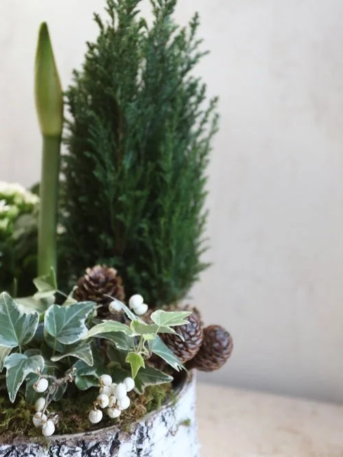 holiday plant local delivery andover ma lesfleurs ivy pine birch