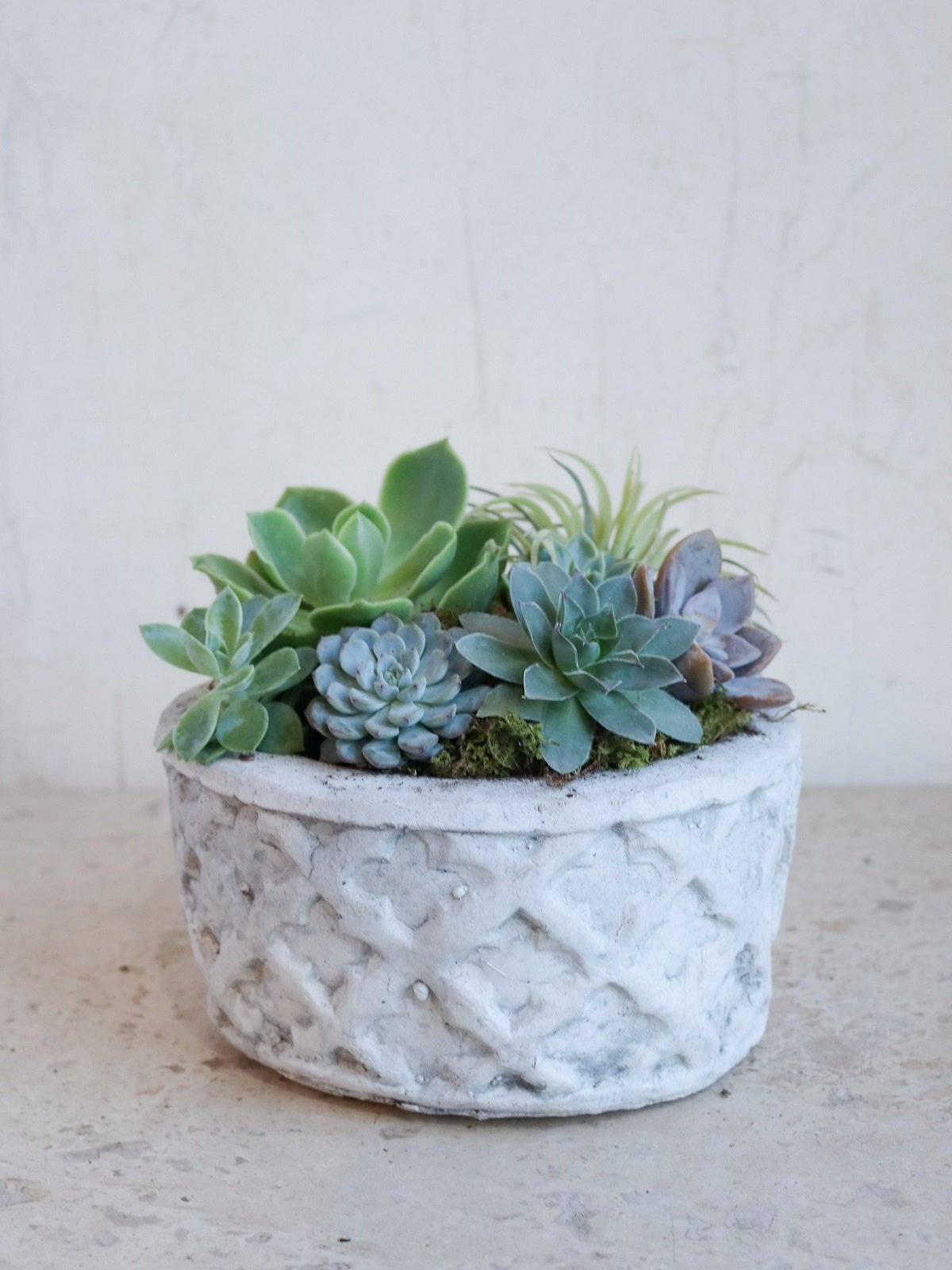 mixed succulent plant indoor planter in cement quatrefoil container