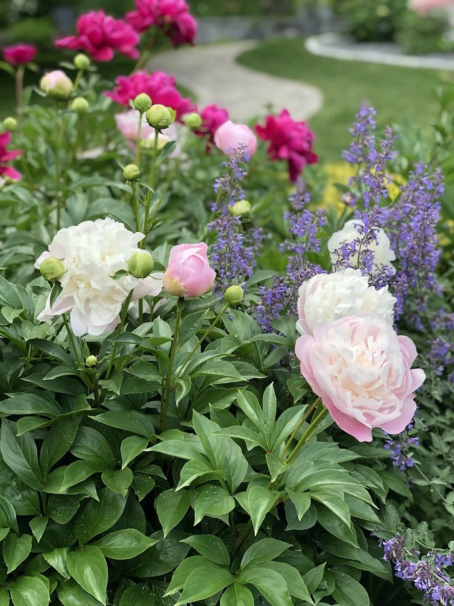 Peonies From Garden to Table