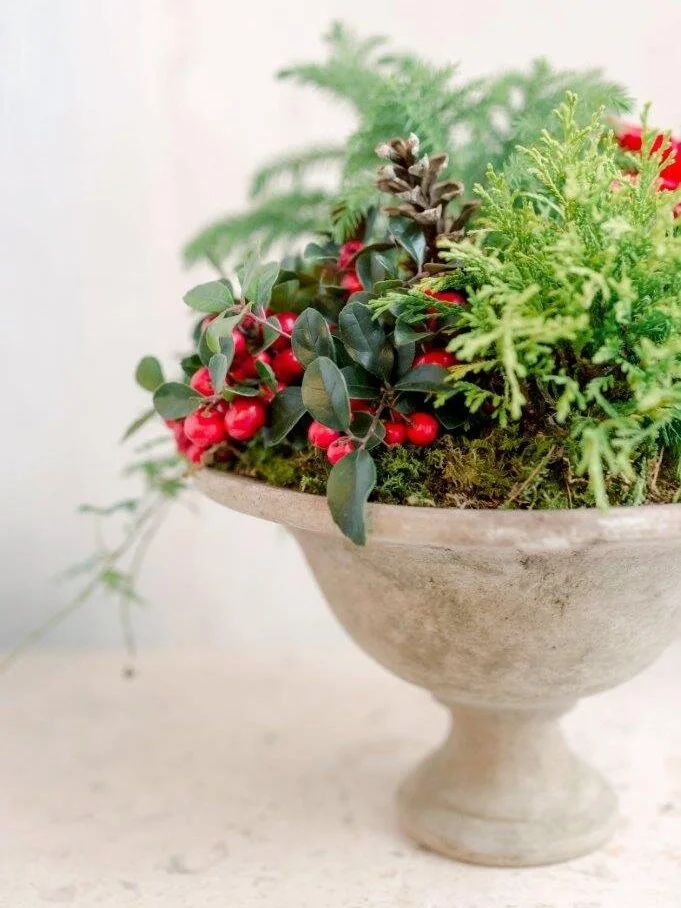 urne-de-noel-lesfleurs-christmas-holiday-poinsettia-mix-plant+%285%29.jpg