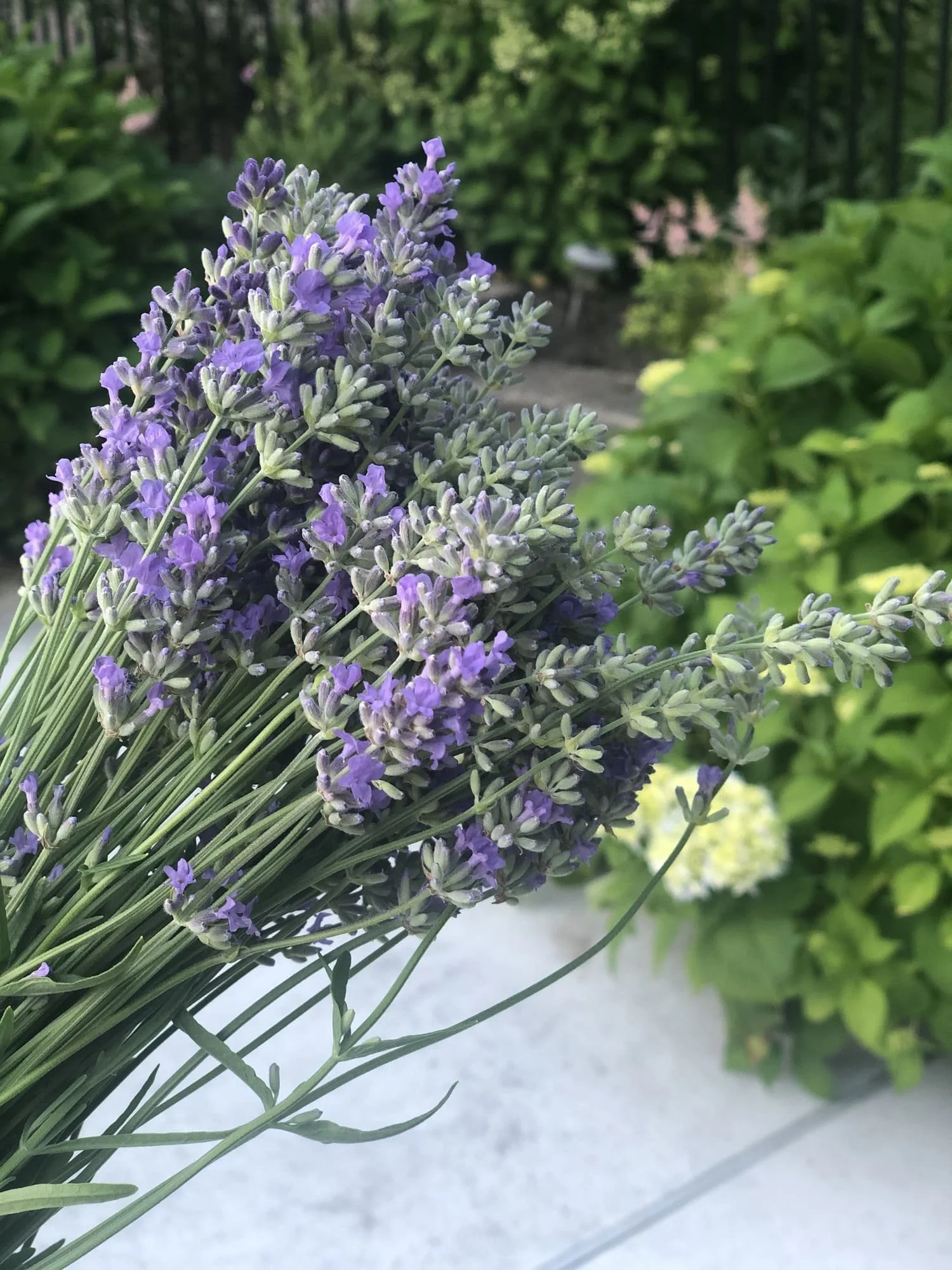 lavender flower plant outdoor garden