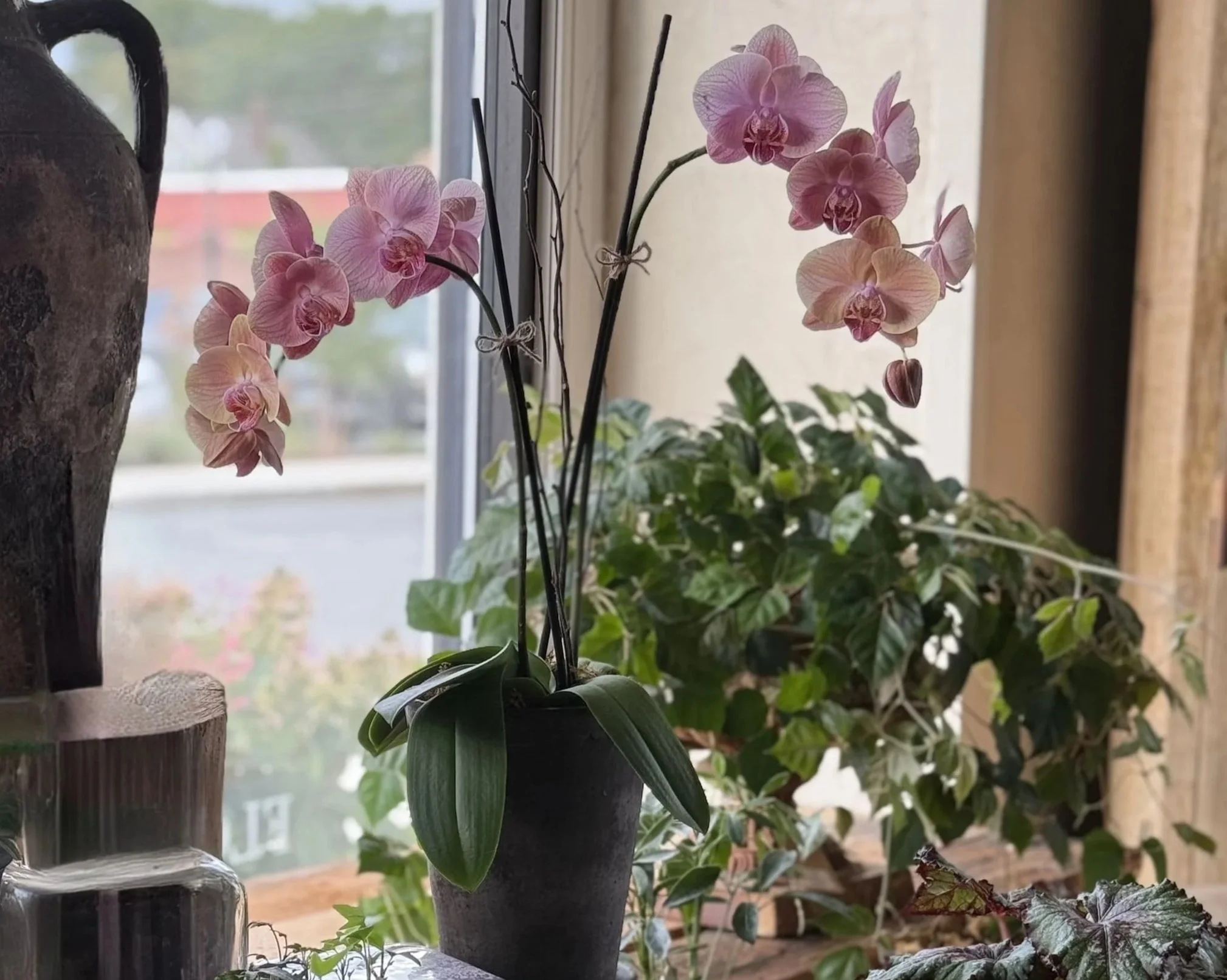 indoor potted plants orchid flowering plant