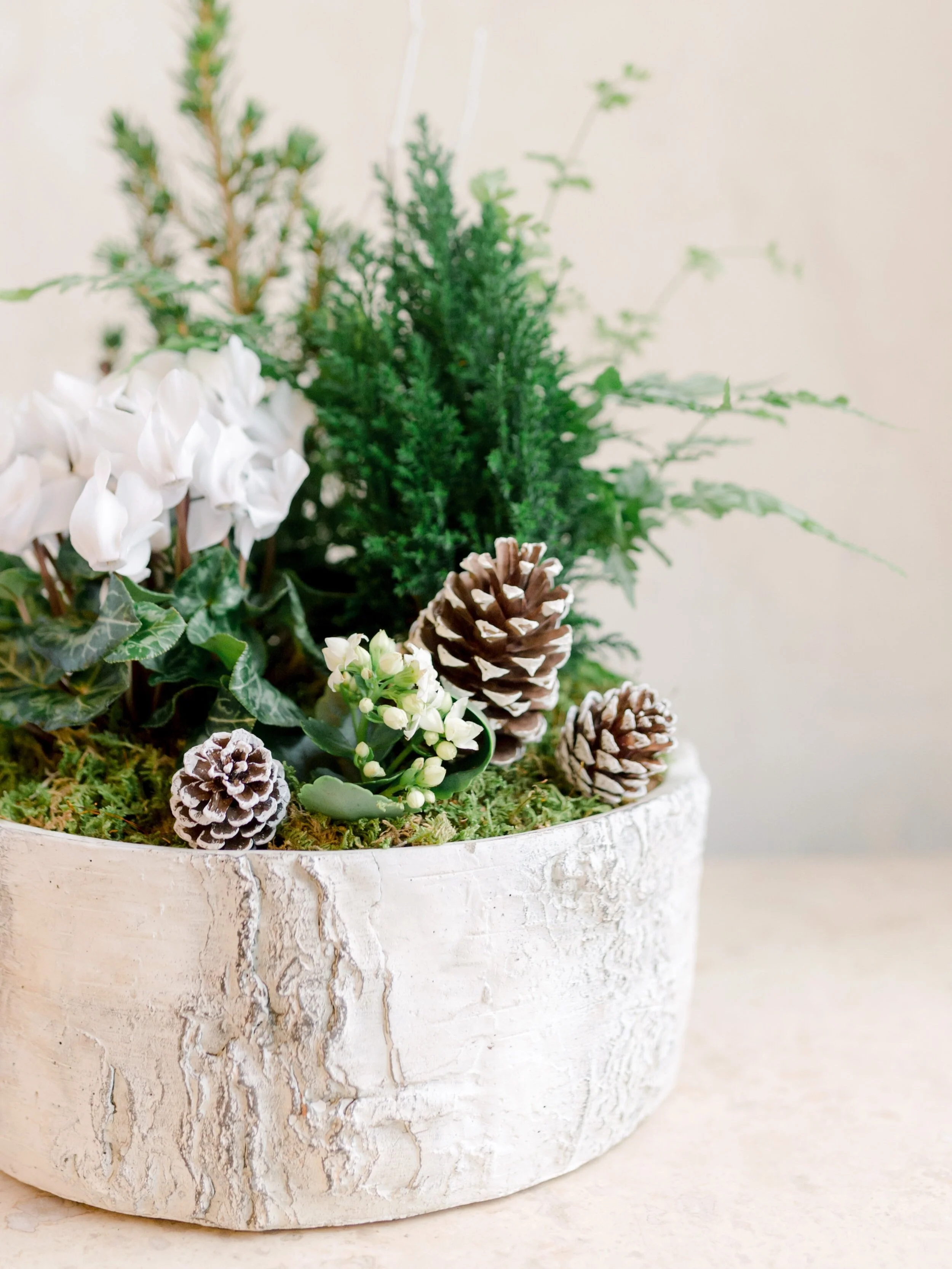 holiday-bark-planter-pinecone-cypress-lesfleurs-andover-4.jpg
