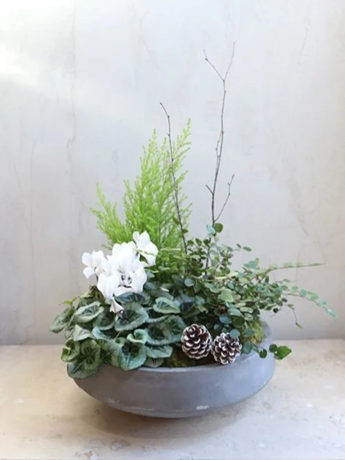 Plante Foret de Hiver