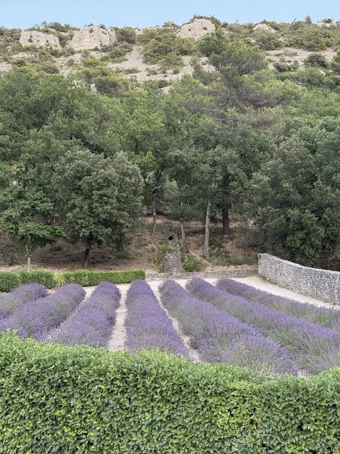 rows of purple lavender growing in provence france