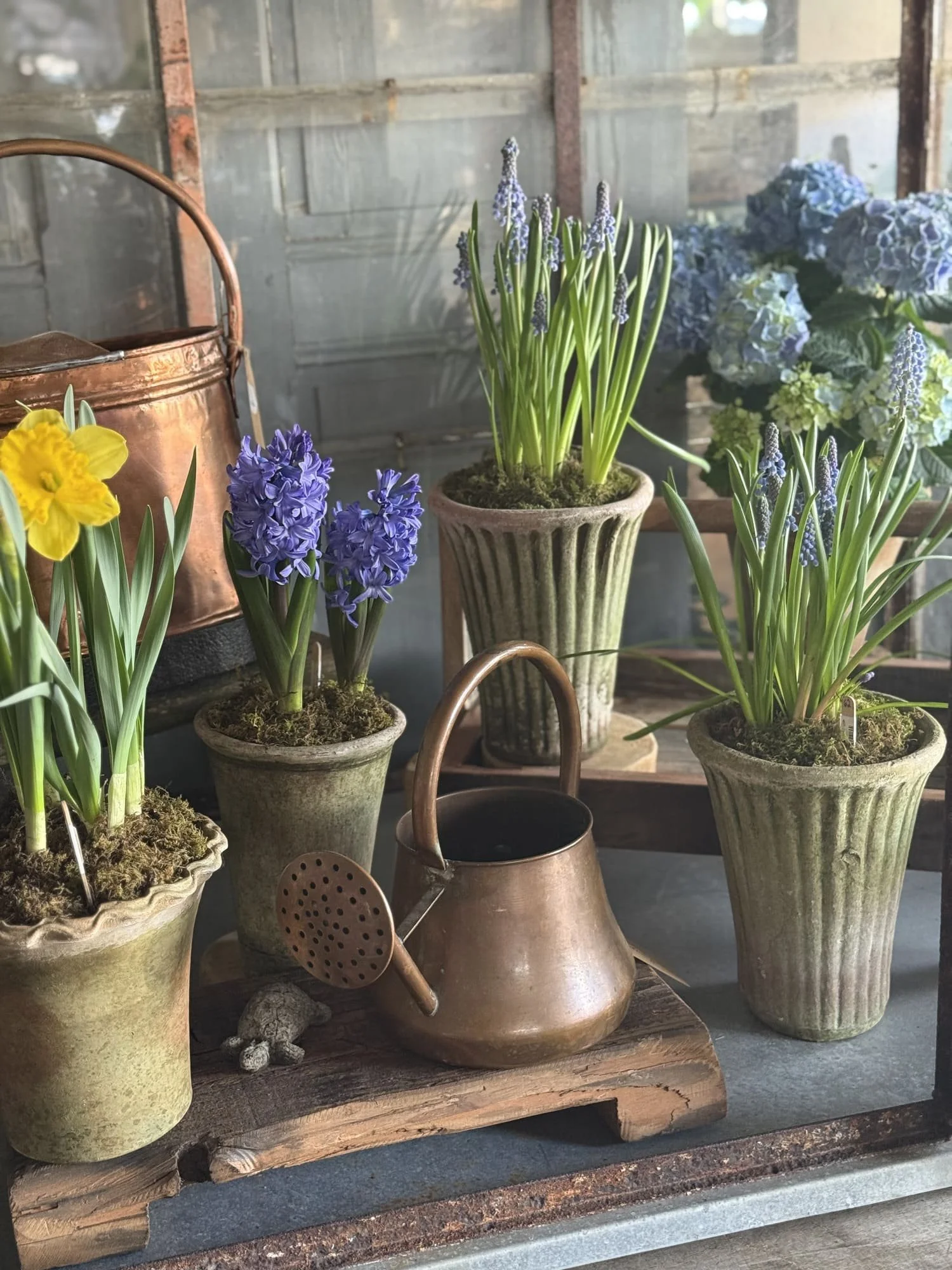 spring indoor potted plants daffodils