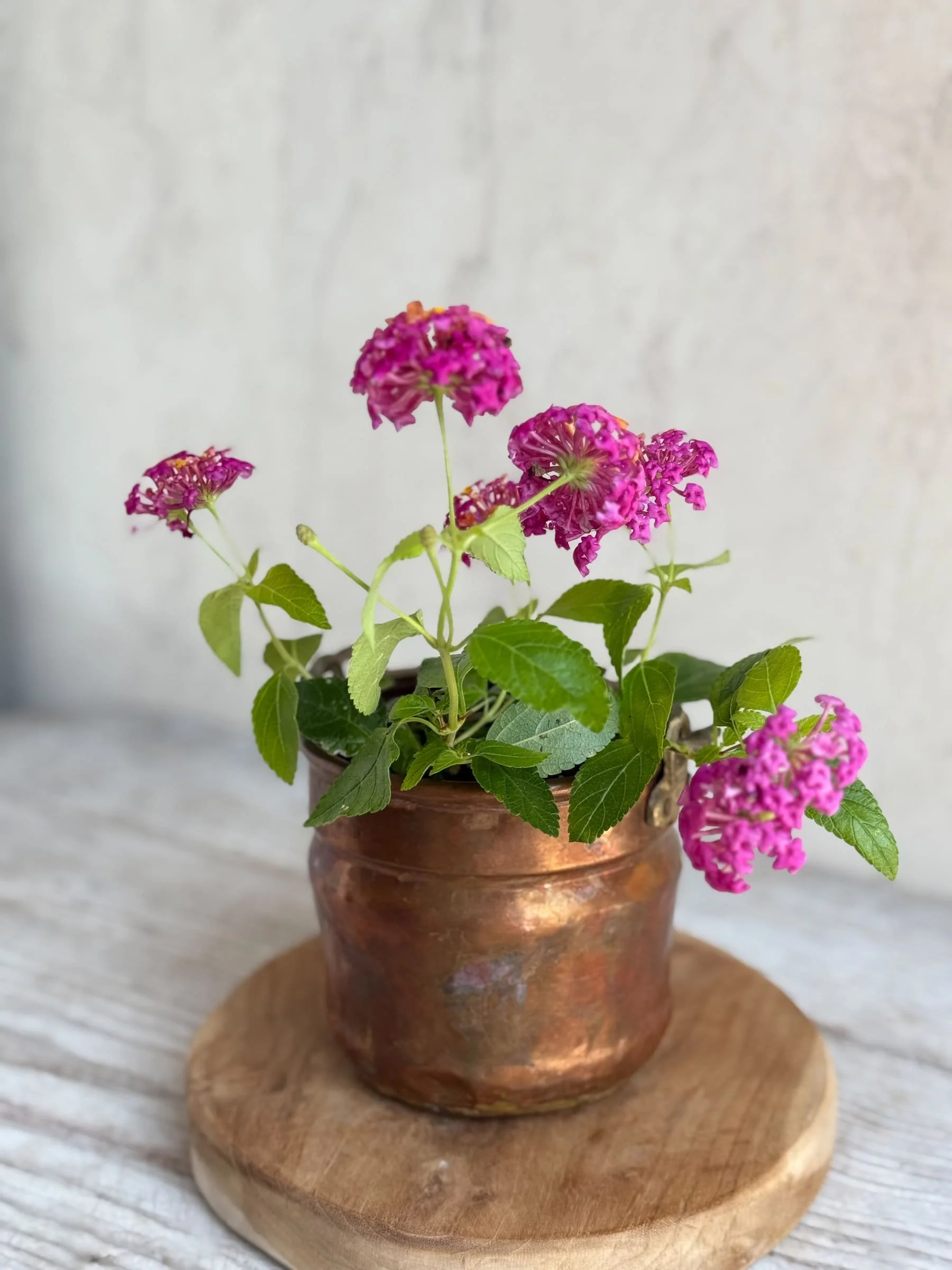 antique-copper-cache-pot-mini-cauldron-brass-handle.jpg
