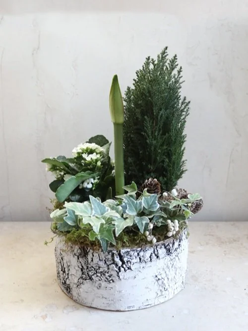 Plante de Hiver