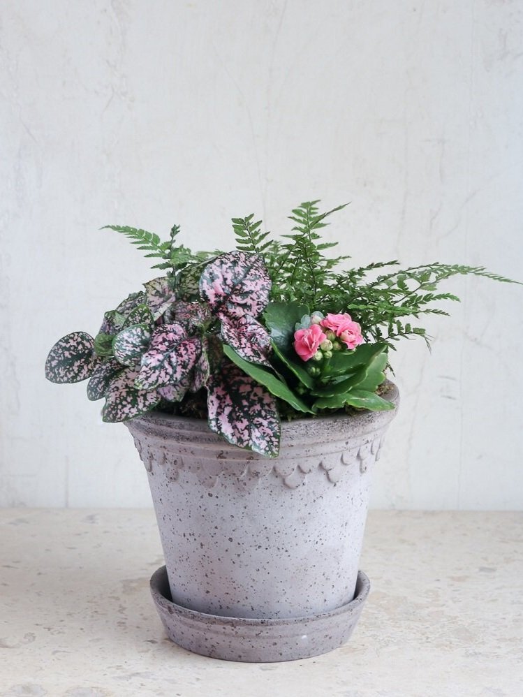indoor potted plant mixed dish garden pink polka dot plant calandiva fern in berg pottery container