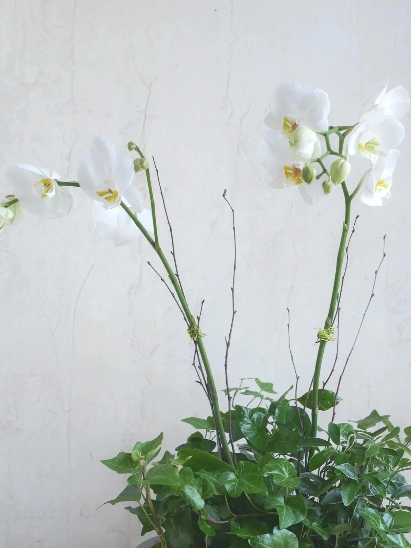 potted-orchid-plant-ivy-dish-garden-les-fleurs-florist-andover.jpg