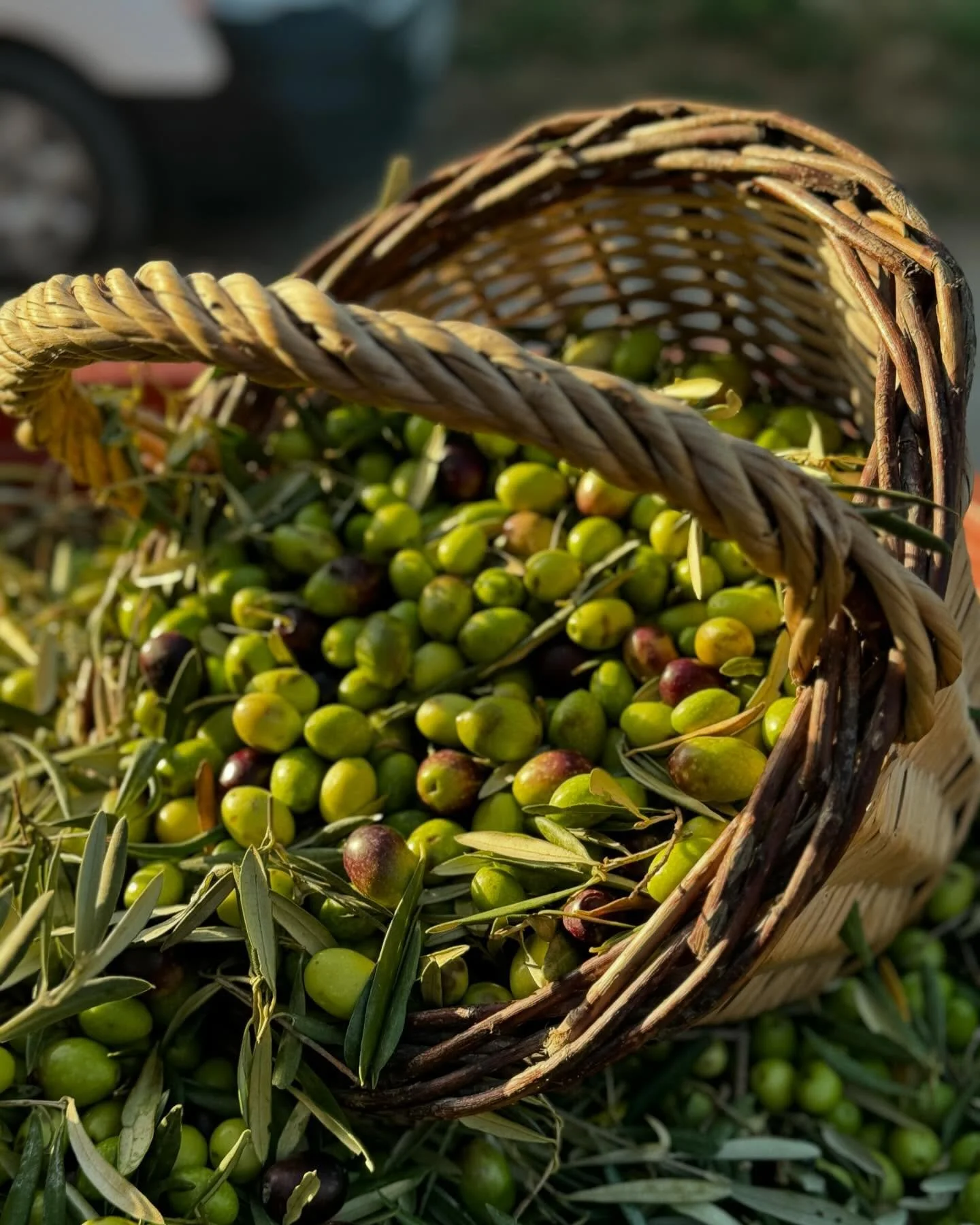 An Olive Grove in Provence