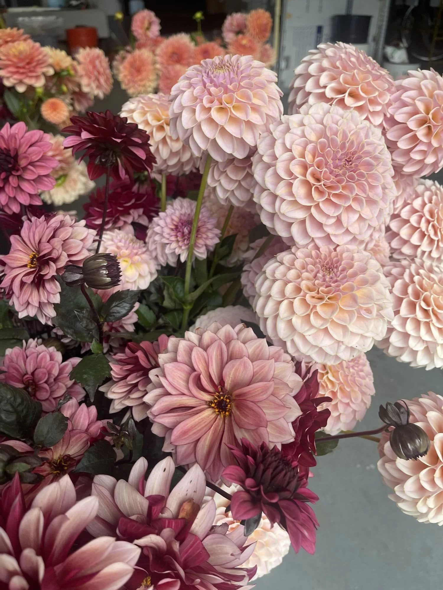 pink-mauve-burgundy-dahlias.jpg