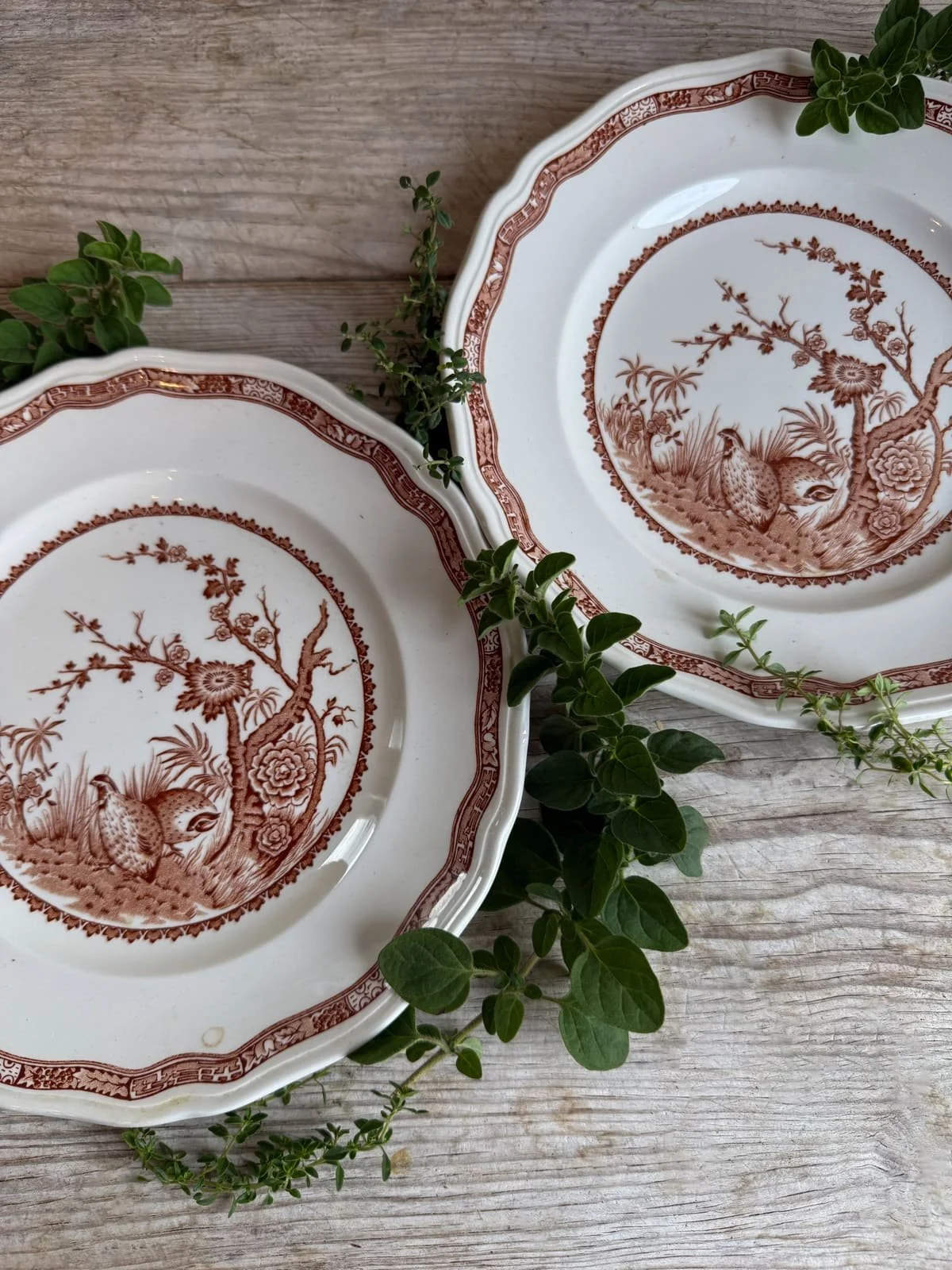 vintage-furnivals-ironstone-transferware-quail-plates.jpg