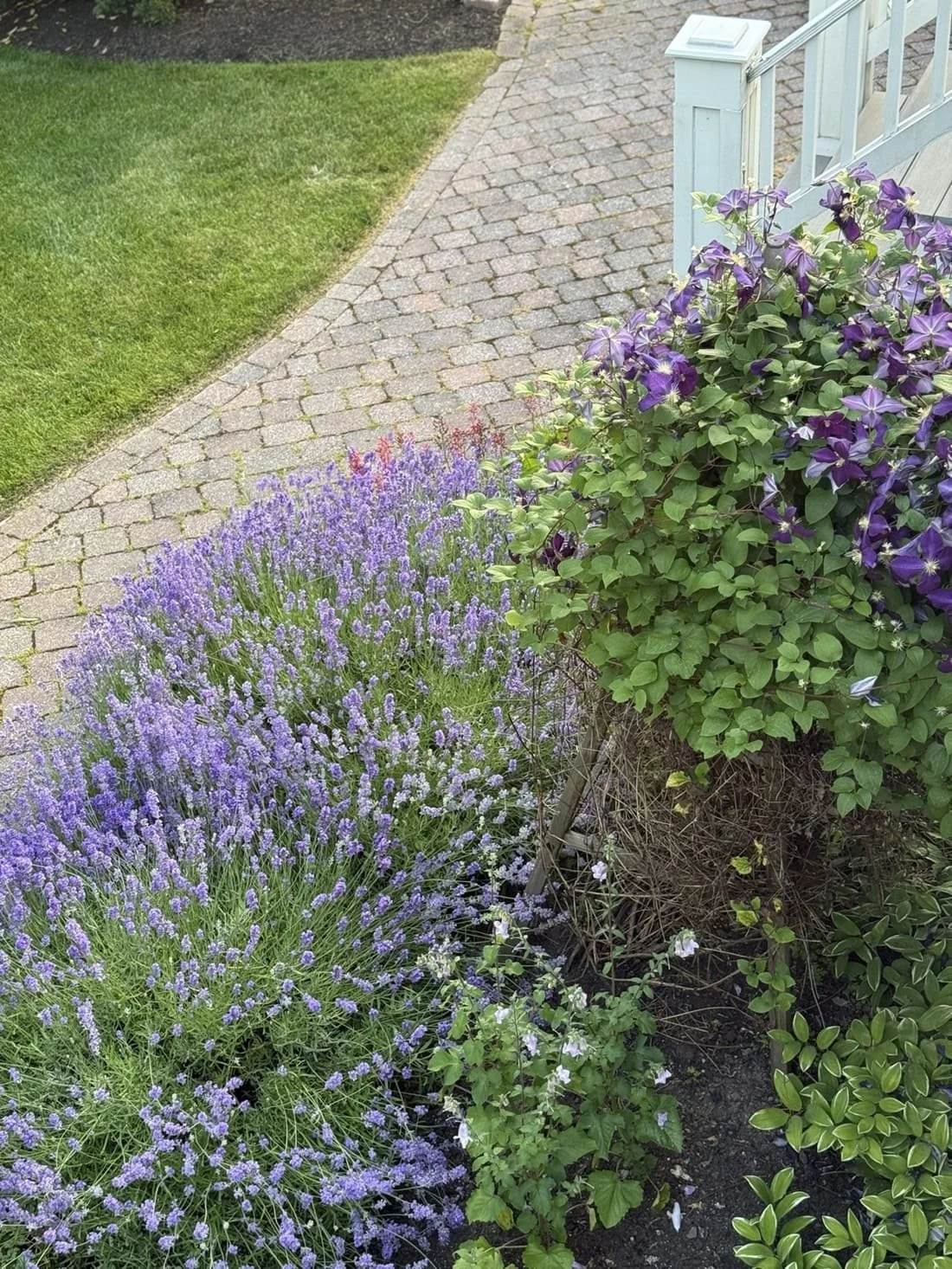 growing lavender in a garden bed