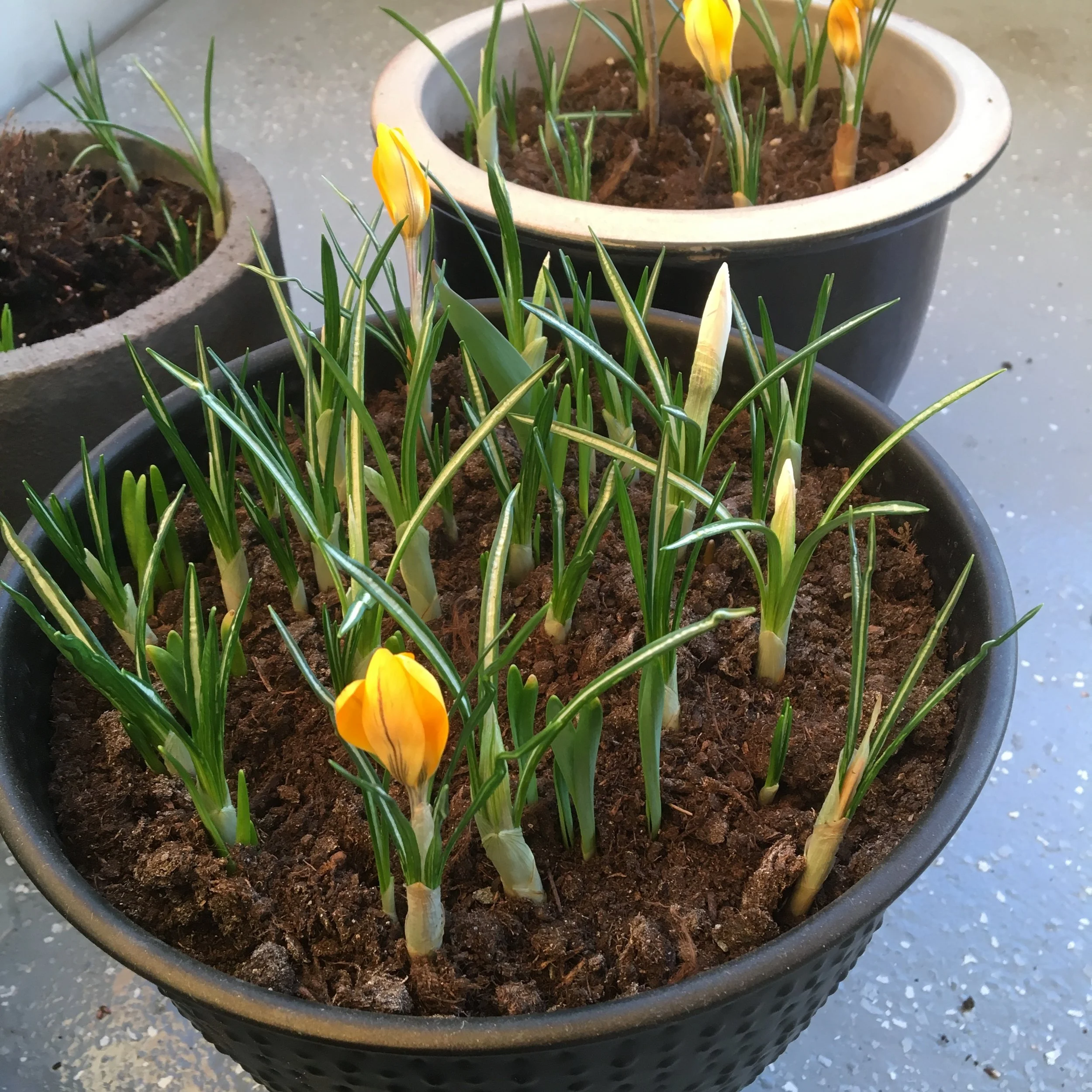 Velkommen til balkonghagen