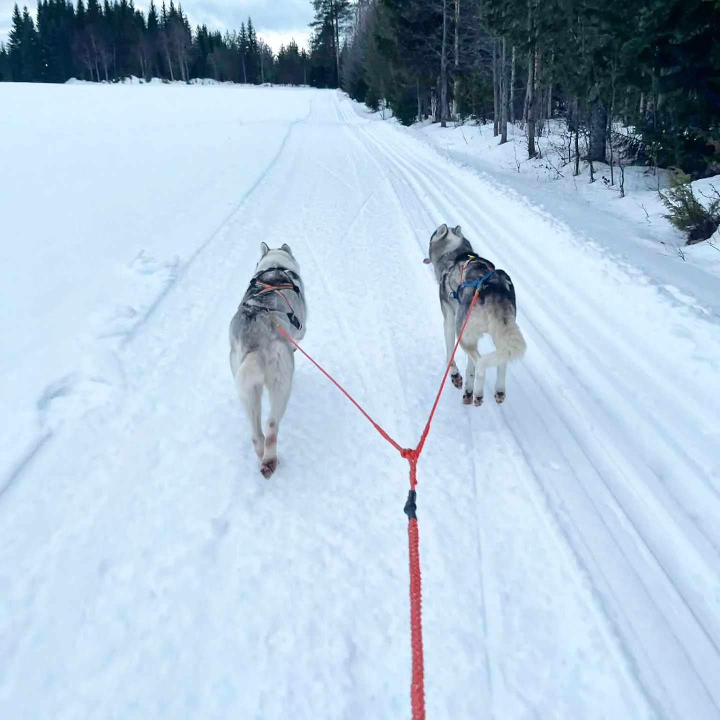 Ig&aring;r kv&auml;ll premi&auml;rpreppade #sp&aring;rkungen Gunnar! V&aring;rt premi&auml;rlejon @lsalndblm gav oss f&ouml;ljande &aring;krapport: "Stenh&aring;rt och lite isigt fr&aring;n [Brunkulla-]parkeringen upp till N&auml;ssmyra, sen sup
