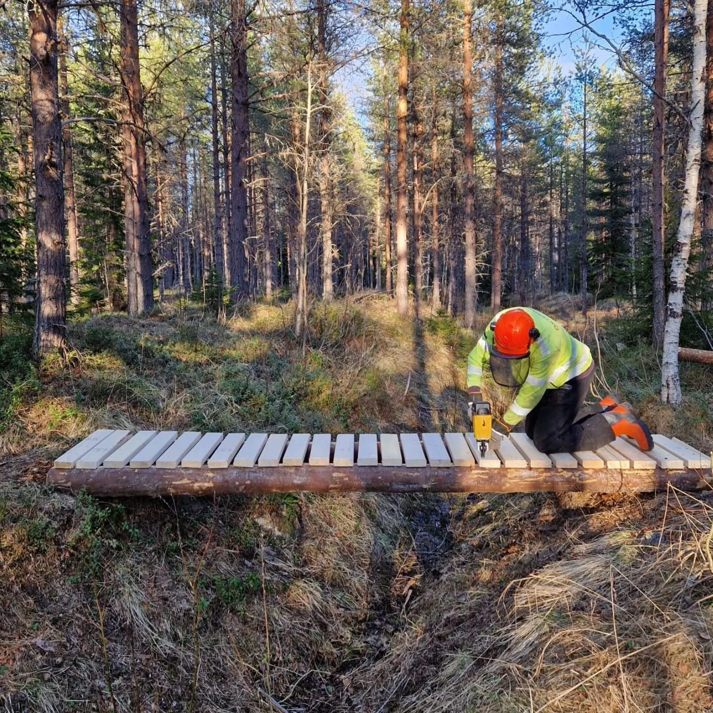 Hokus pokus s&aring; var n&auml;stan alla fallna tr&auml;d &ouml;ver stigarna borta (det var m&aring;&aring;nga) och tv&aring; trasiga broar &auml;r ersatta! Tusen tack br&ouml;derna Nordin f&ouml;r jobb och Paul f&ouml;r virke!