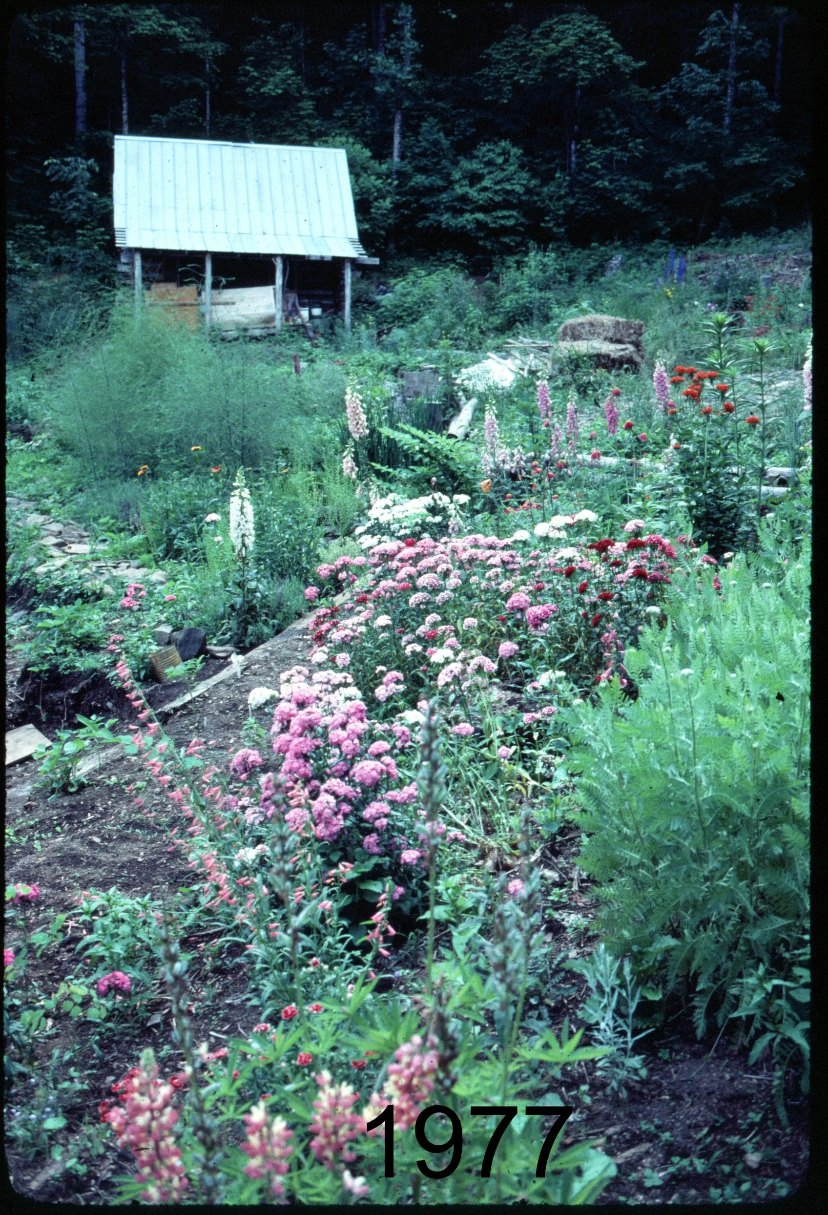 1975 drive to cabin.jpg
