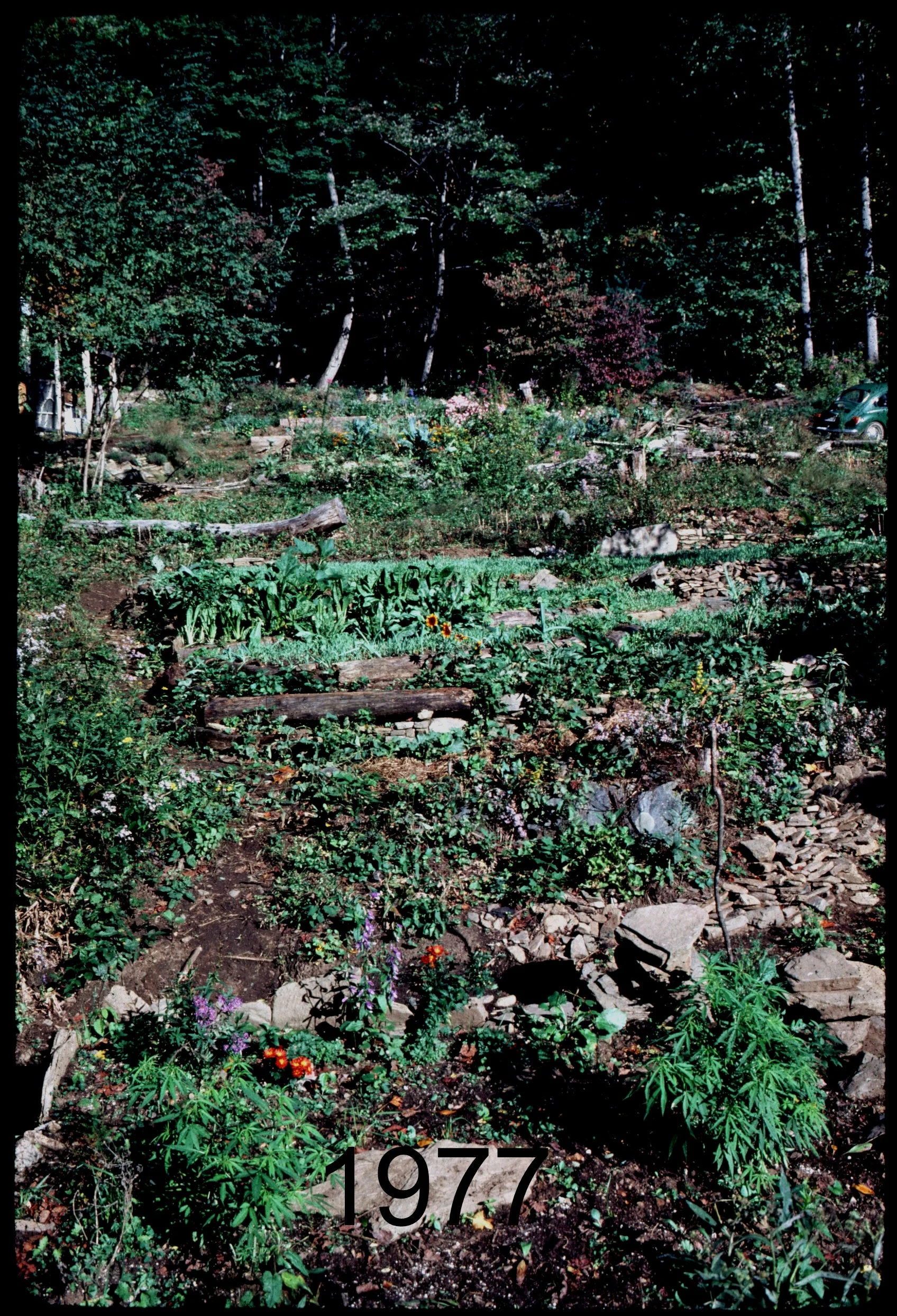 1975 veg terr to yurt.jpg