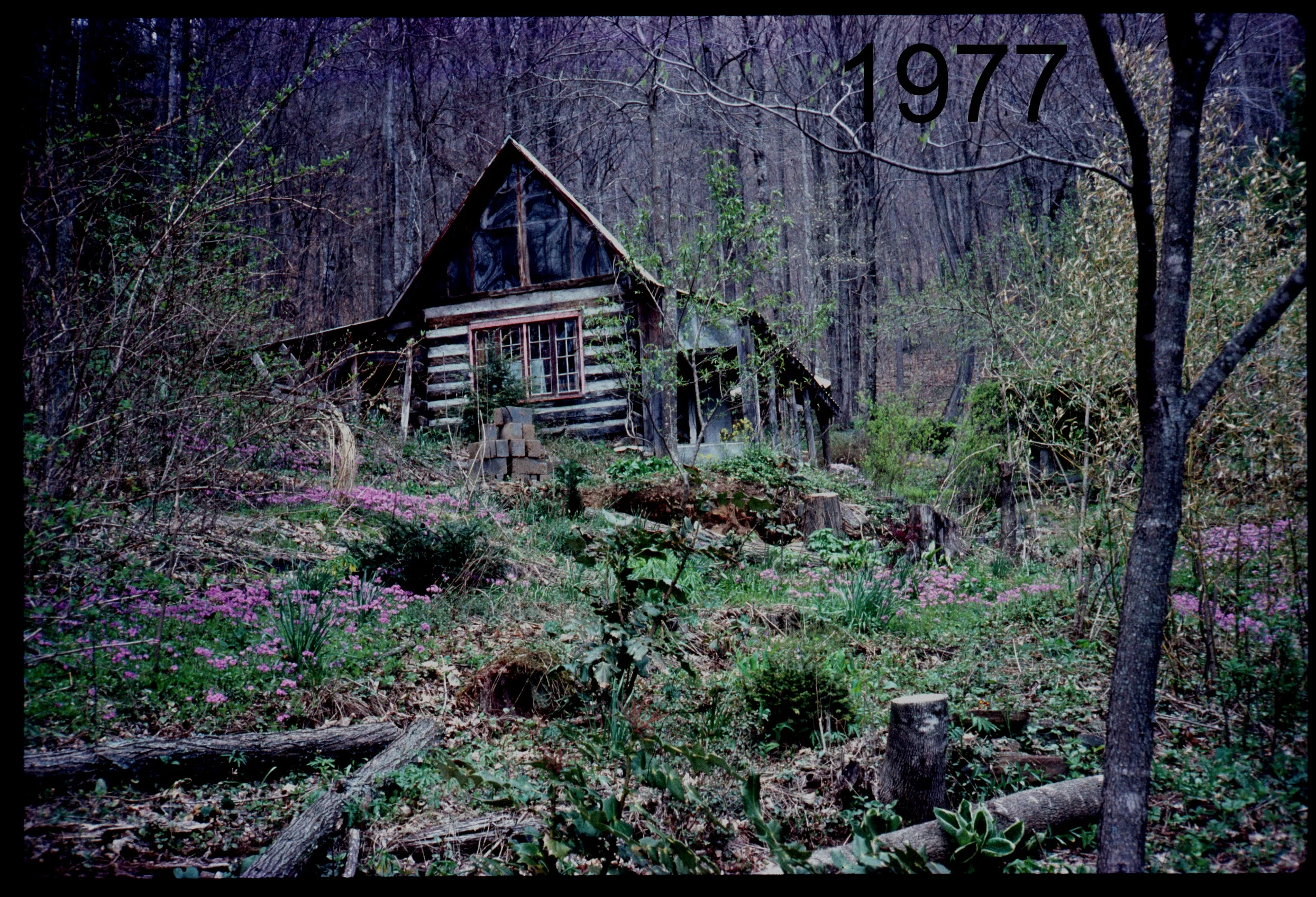 1976 view up to cabin.jpg