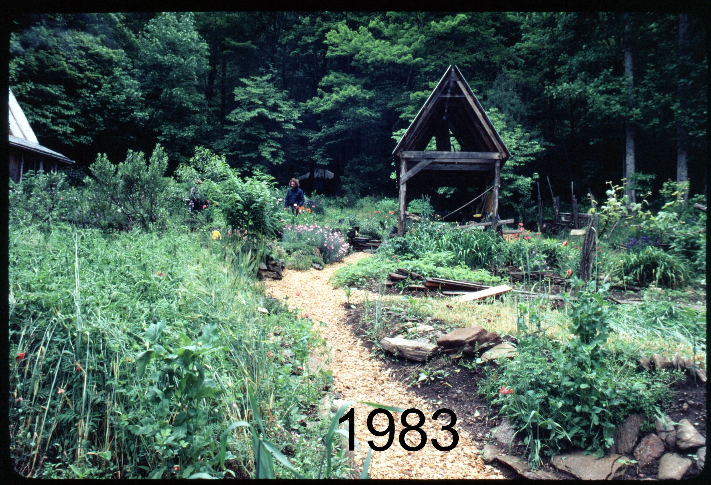1983 lawn - shed.jpg