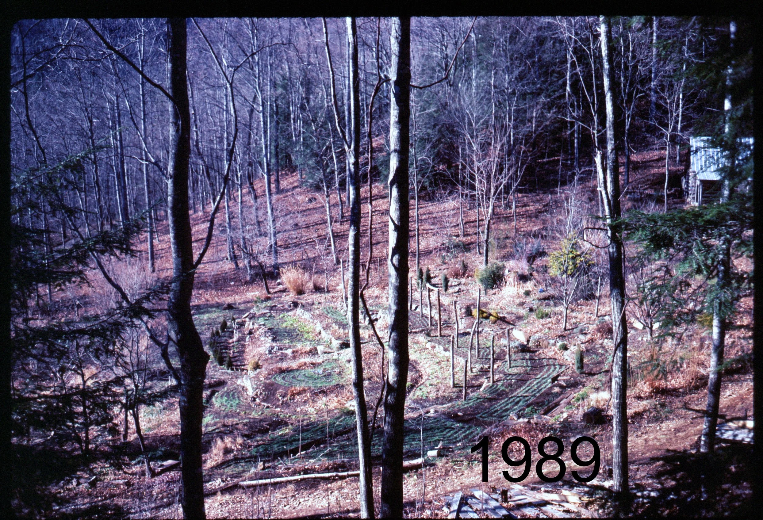 1989 gdn overview from house.jpg