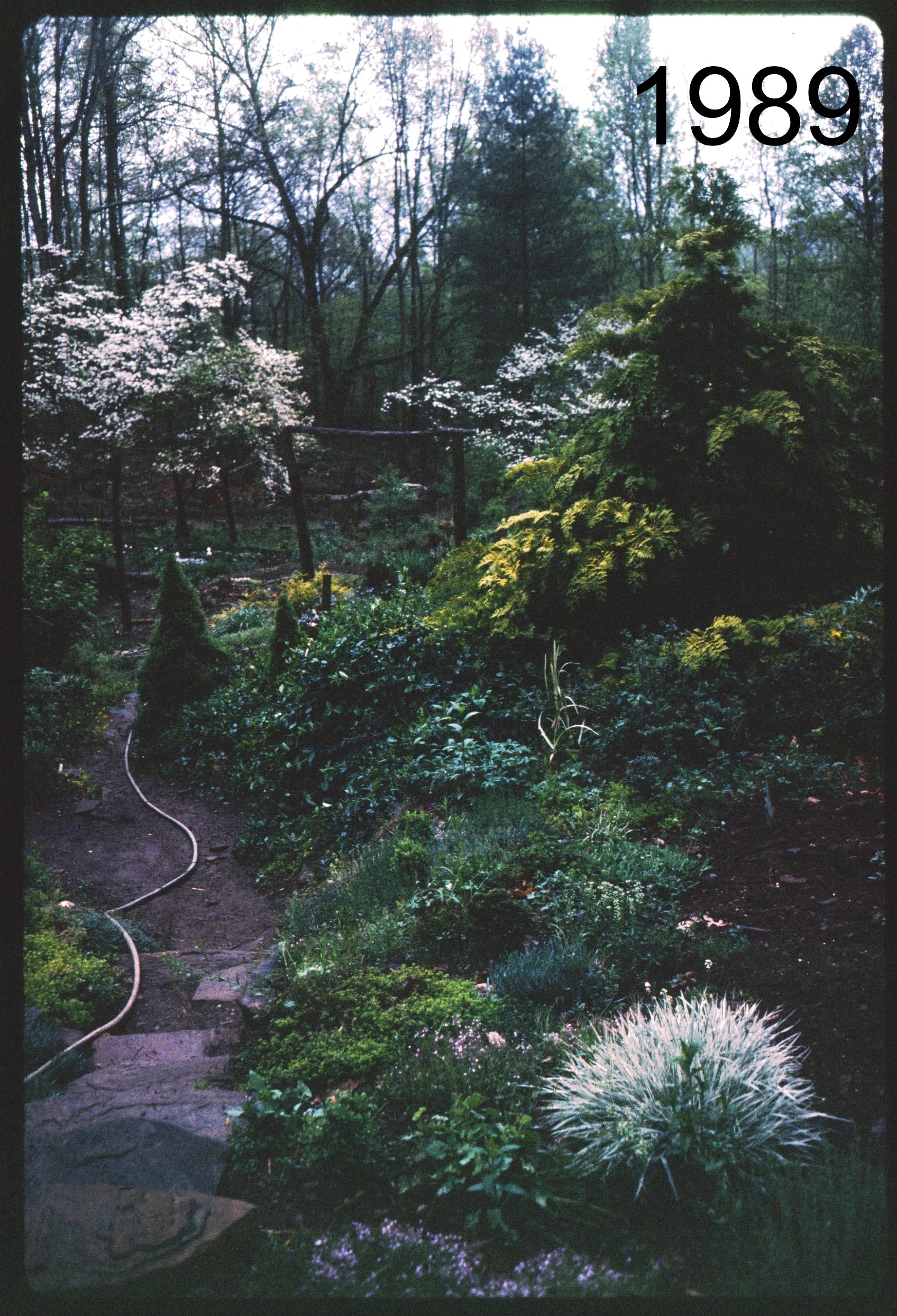 1989 lawn towards playhouse.jpg