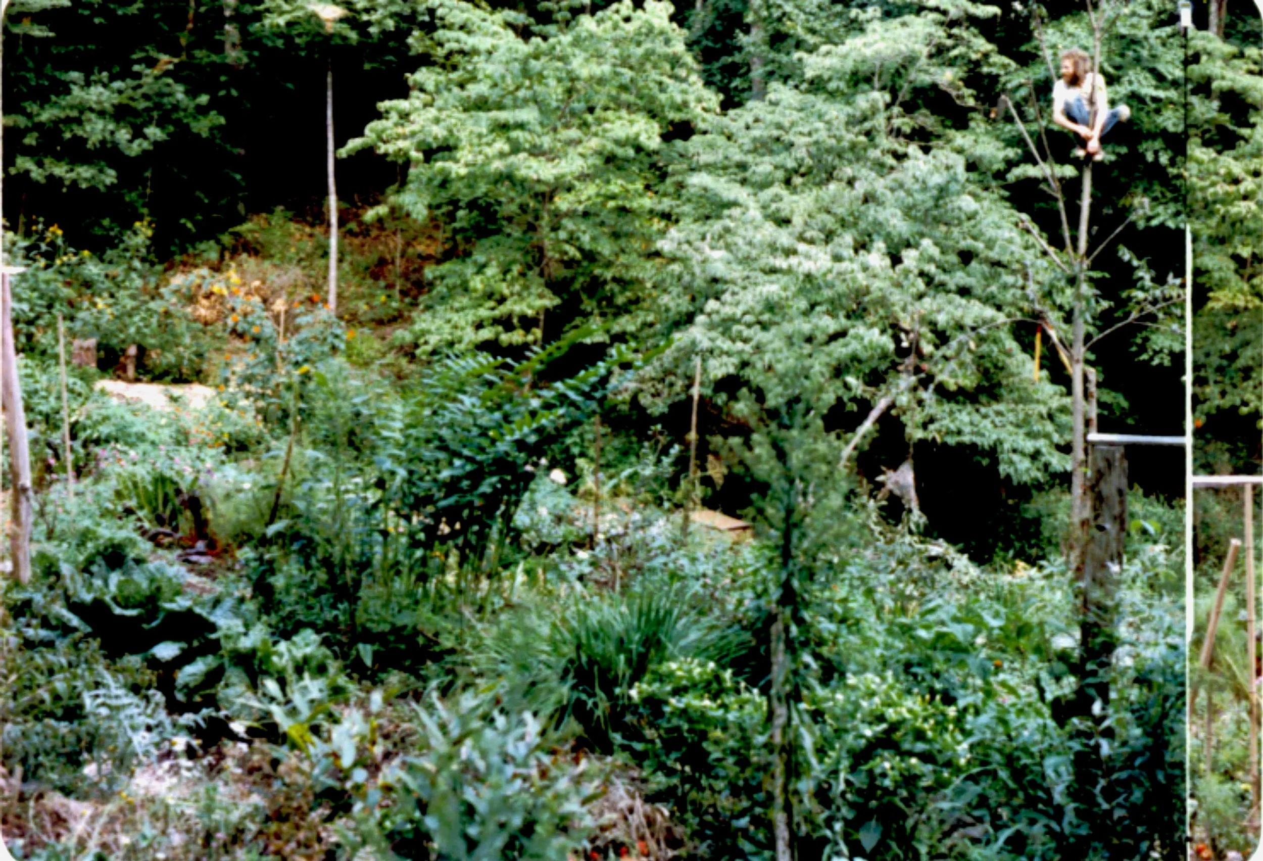 1990 joe in tree.JPG
