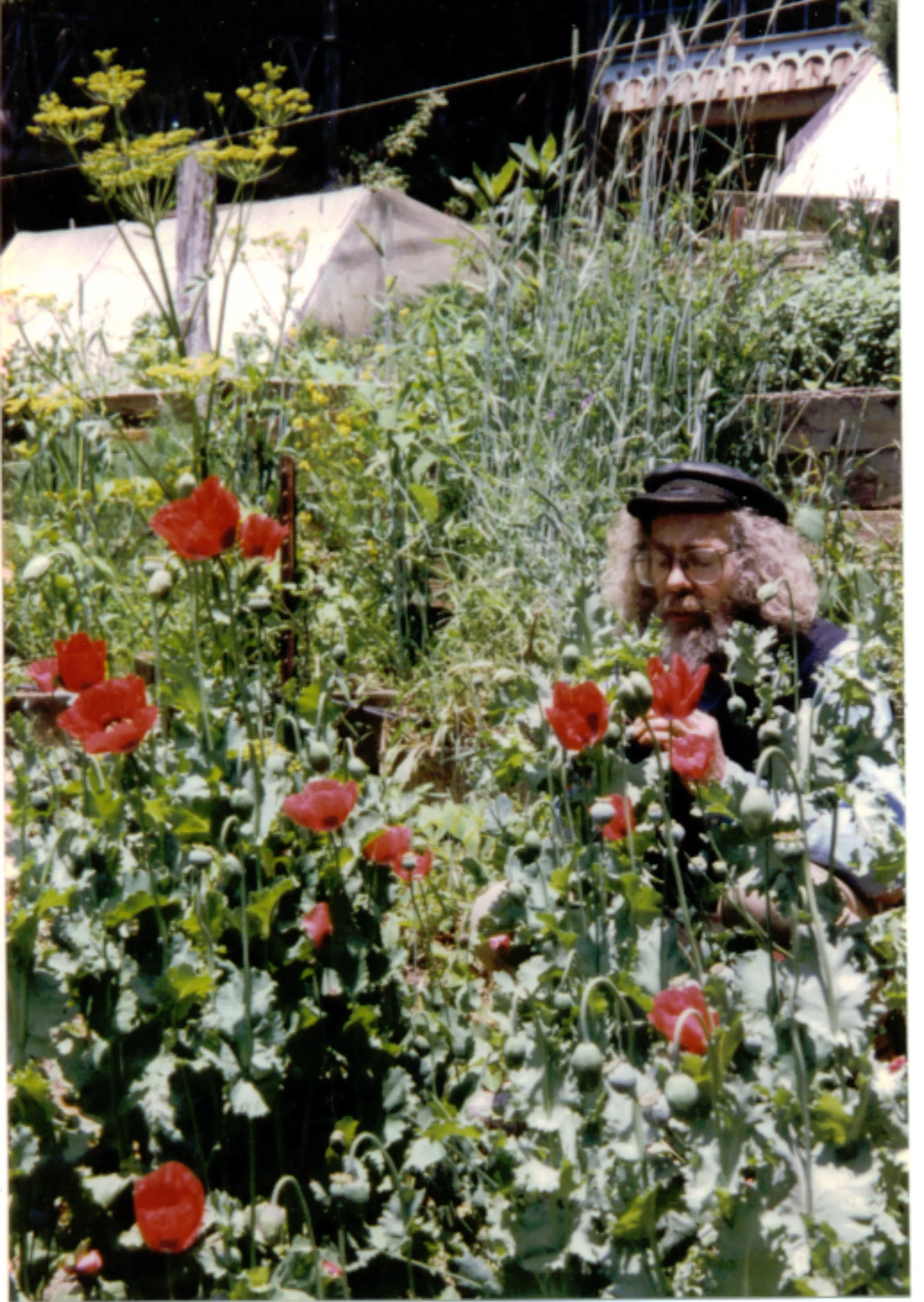 1995 joe with poppies.JPG