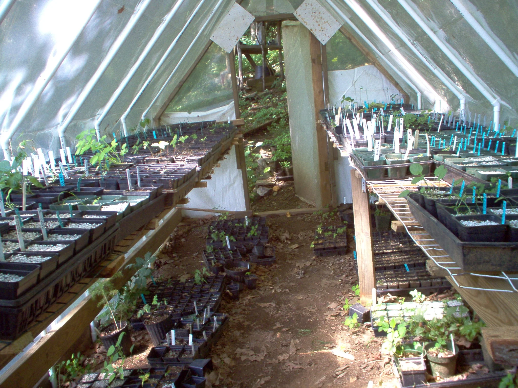 2004 seedstart GH.JPG