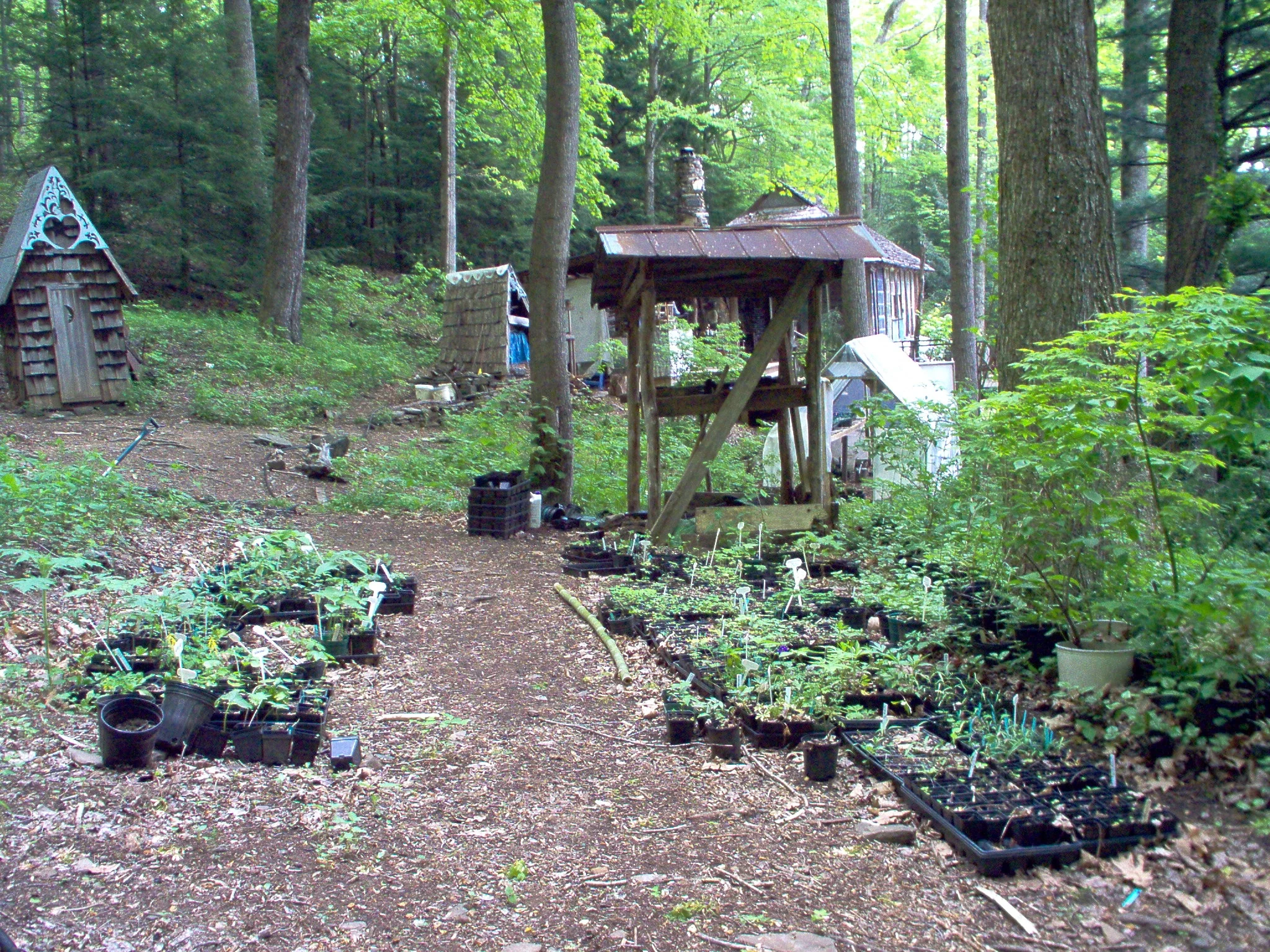 2004 shade nursery.JPG