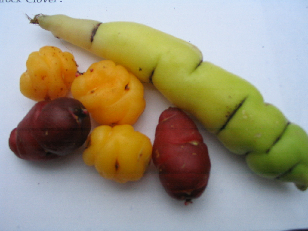 oca and mashua tubers