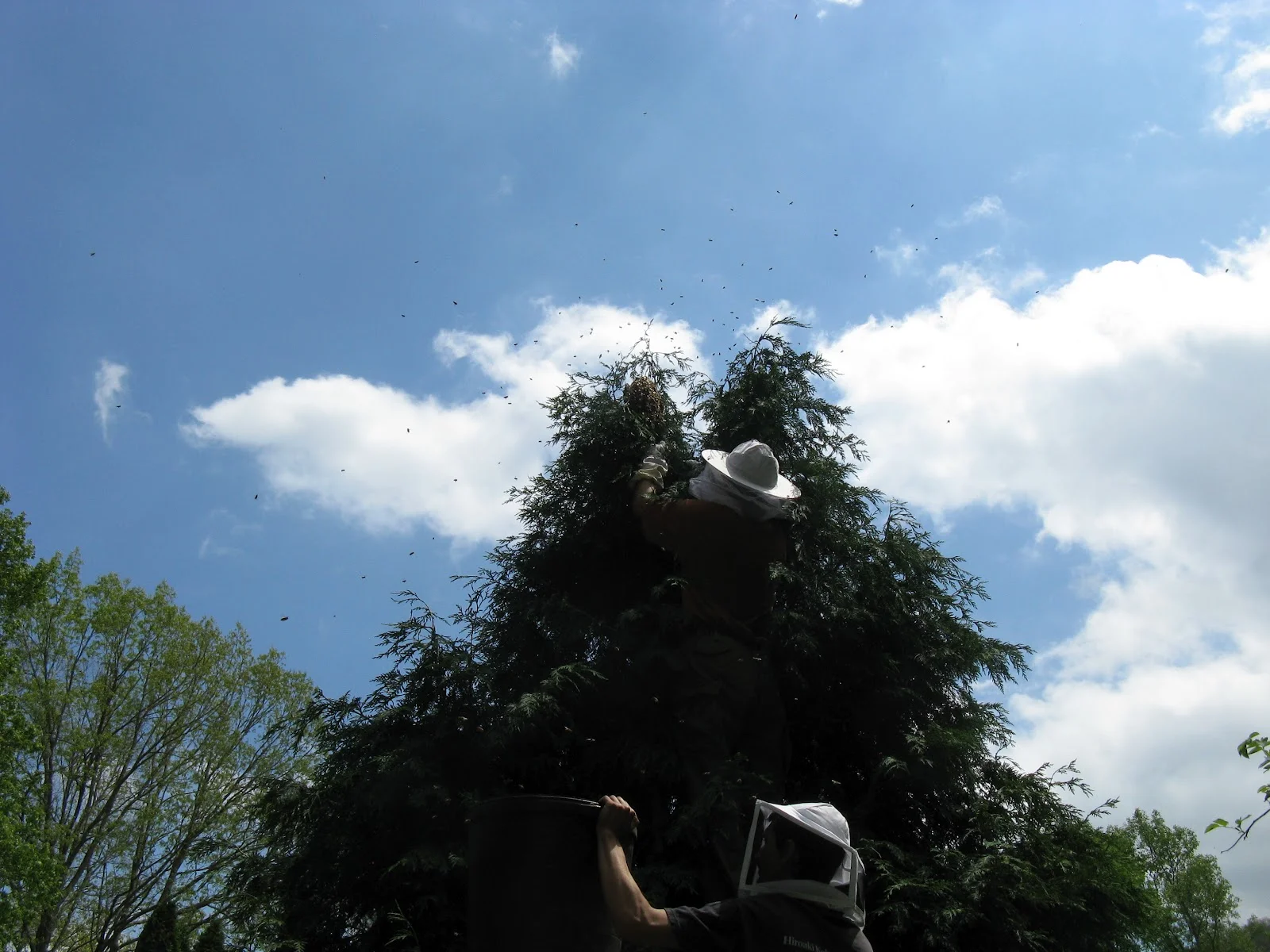 swarming bees1.jpg