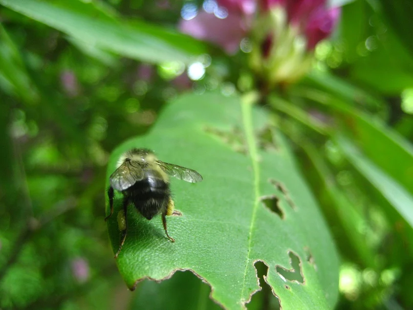 bee-pollen.jpg