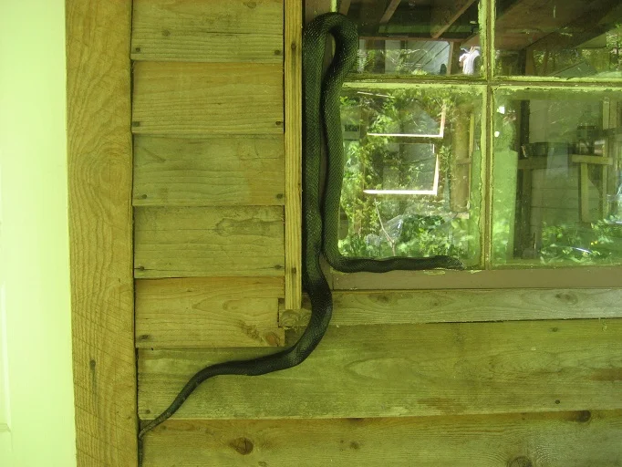 crazy-snake.jpg