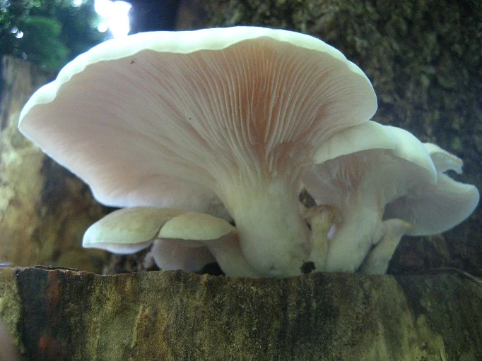 oyster-mushrooms.jpg