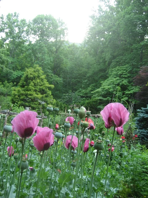 poppy-splendor.jpg