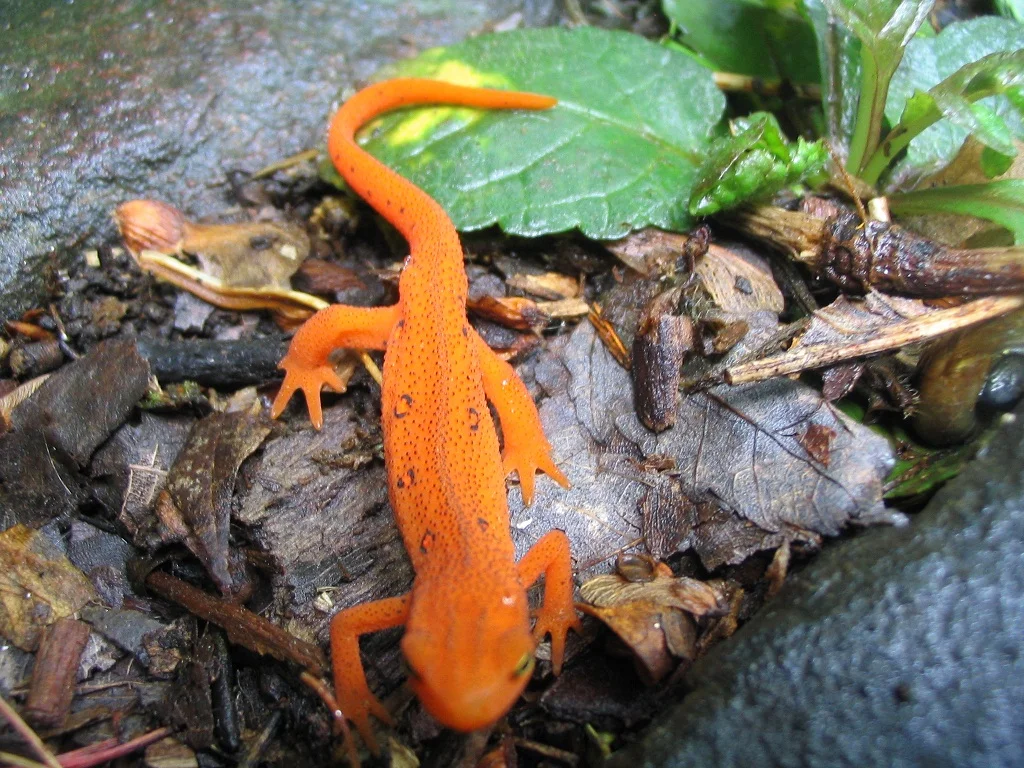 red-eft.jpg