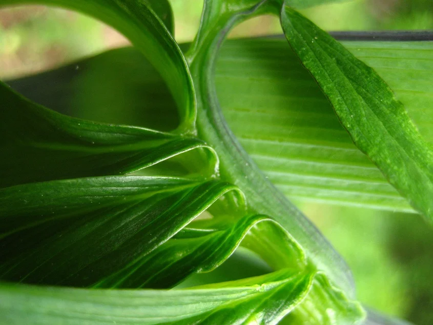 unfurl.jpg