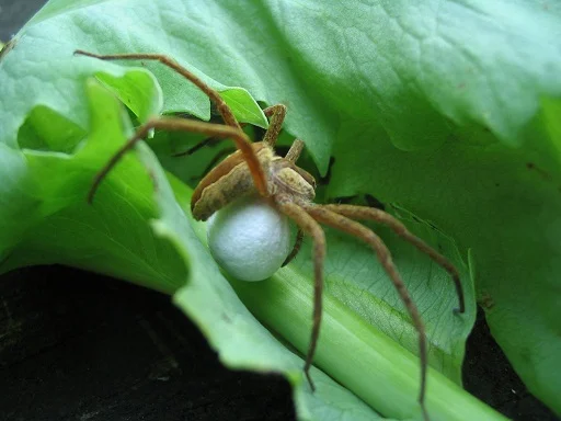 spider-eggsac.jpg