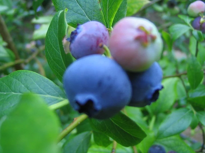 Blueberries.jpg