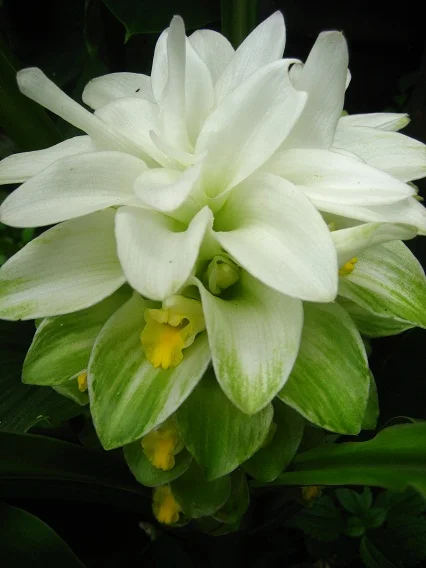 Flowering turmeric