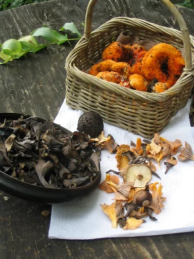 mushroom3.jpg