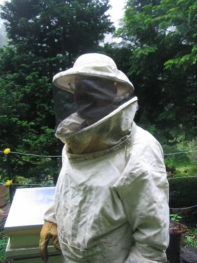 bees1.jpg