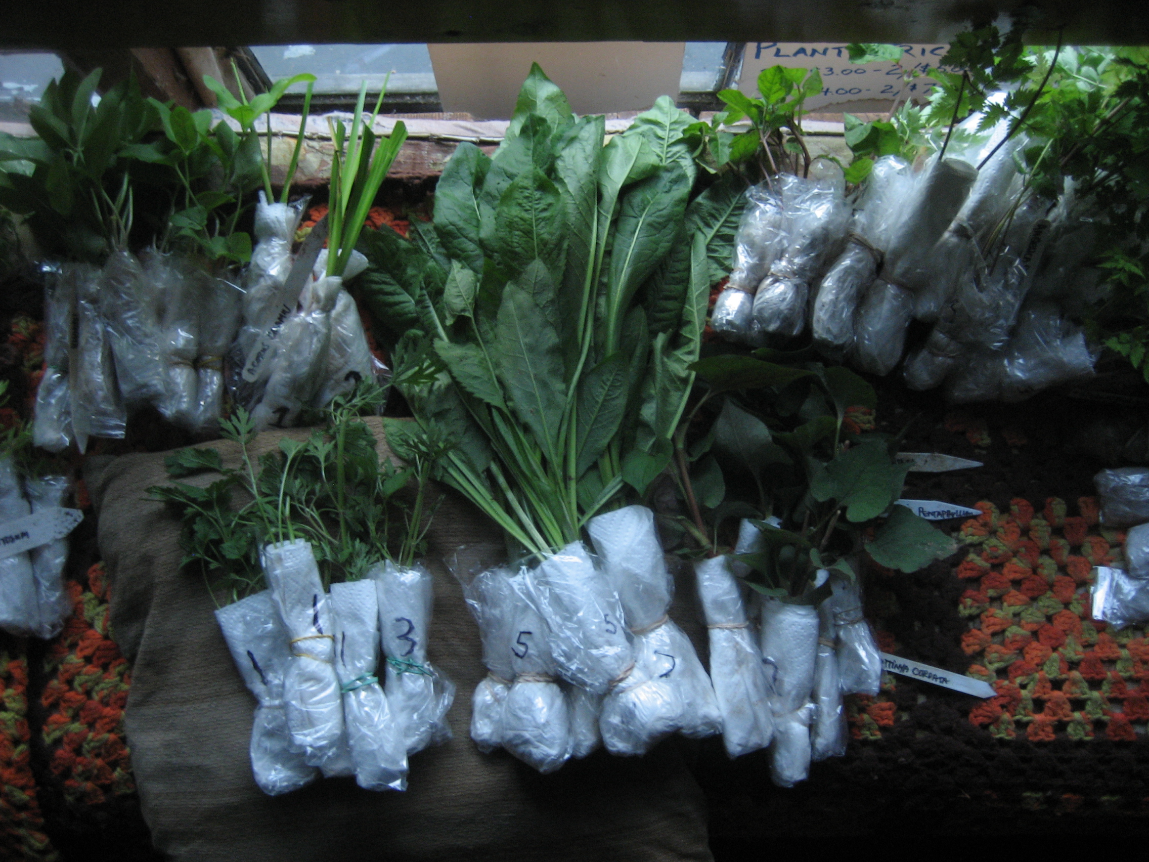 Bare roots ready for shipping