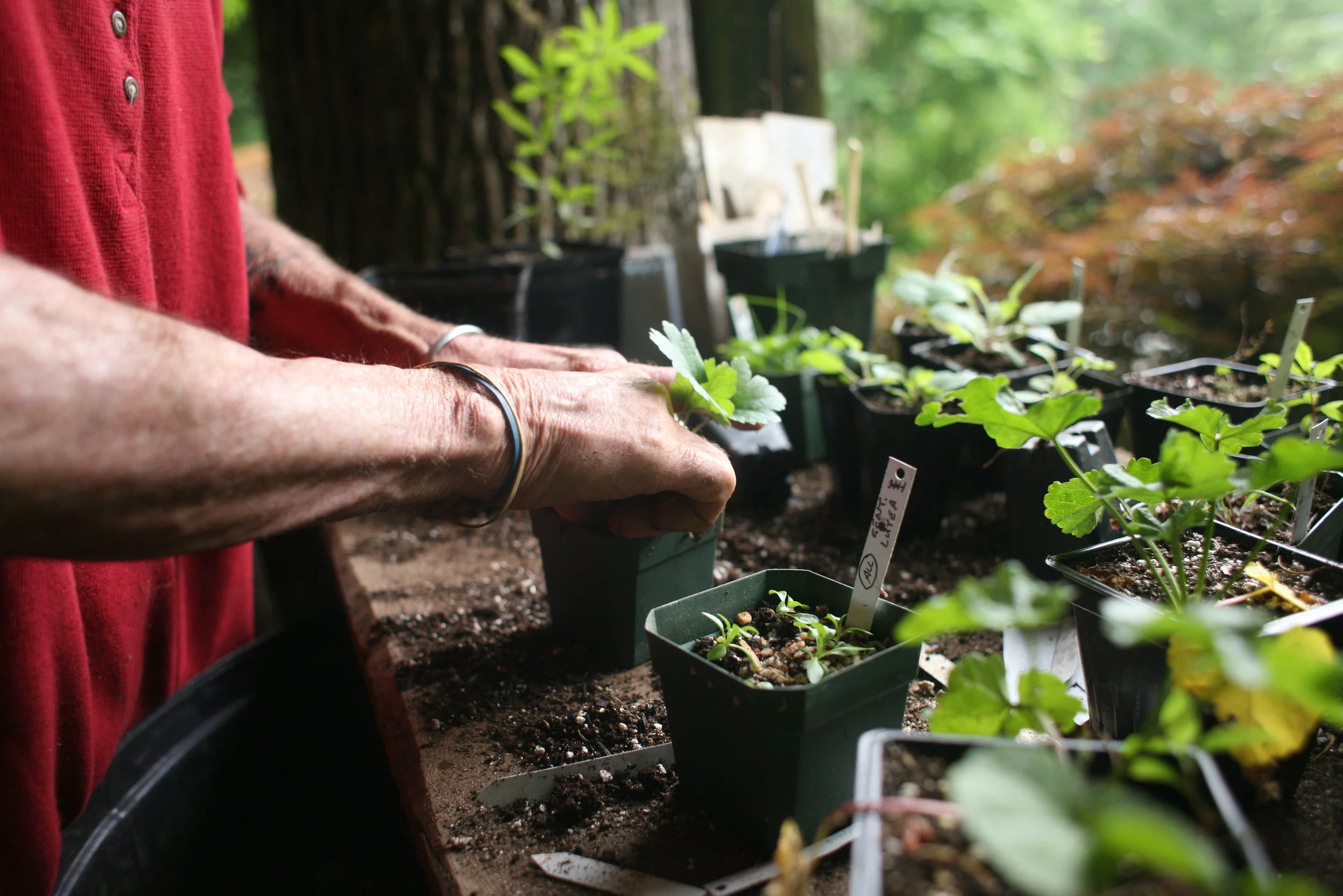 29th Annual Asheville Herb Festival 2018