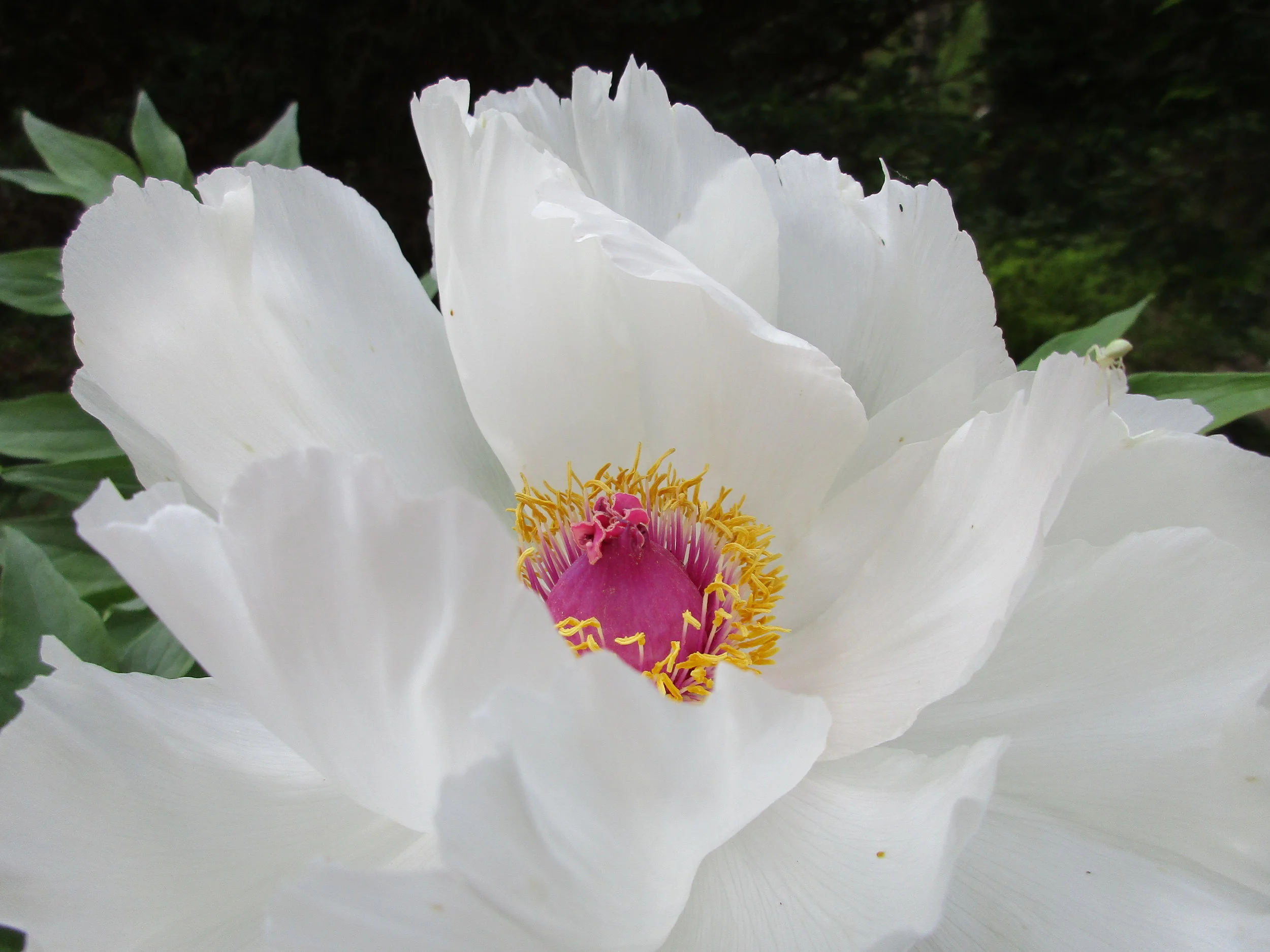 Chinese Medicinal Herbs  