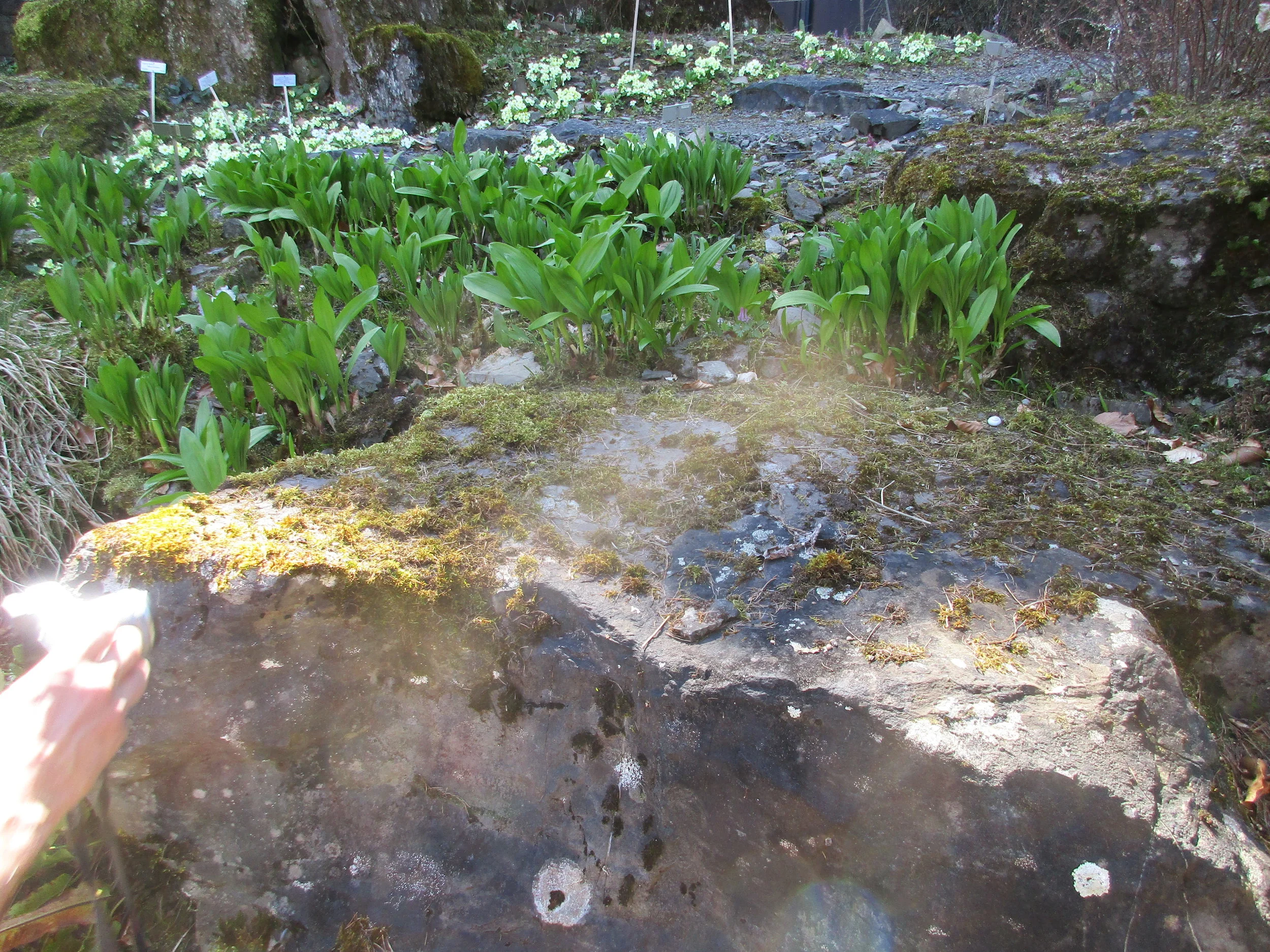 The Potential of Perennials for Food System Resilience Symposium