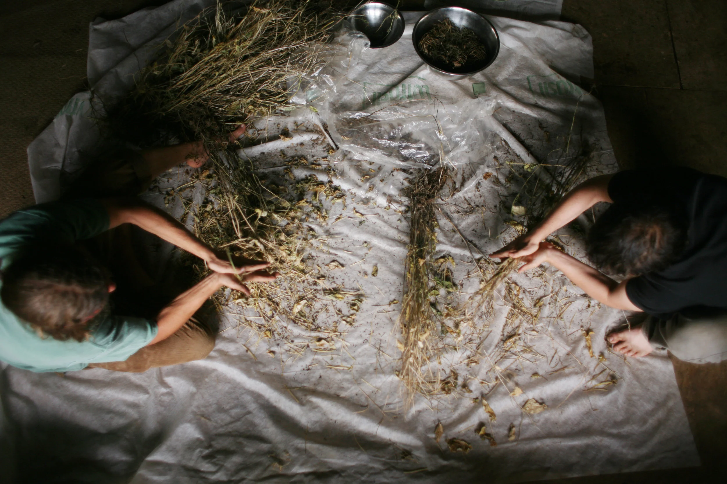 Seed Saving 