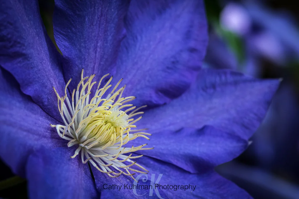 Purple Clematis